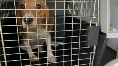 Photo of Kindness Ranch Animal Sanctuary Rescues Over 100 Beagles From Research Lab In Texas