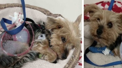 Photo of Hero Yorkie Fends Off Attacking Coyote To Save Her 10-Year-Old Owner