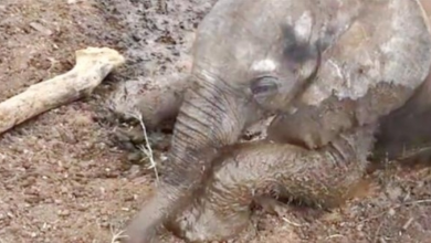 Photo of Sickly Baby Elephant Refused By Herd, Finds A Dog To Accept Him