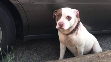 Photo of PitBull with Doleful Eyes Unsure if She Can Trust Rescuers Takes Leap of Faith