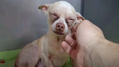 Photo of Old Dog Who Endured Life On Streets Closes His Eyes The Second He Feels Safe
