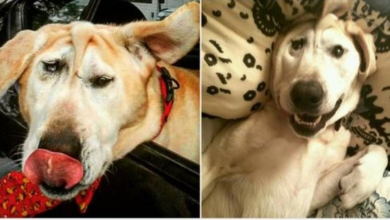 Photo of Disfigured Dog Was Given Up On Time & Time Again, One Woman Saw All His Beauty