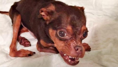 Photo of Deformed Dog Gets Ignored Because Adopters Think He’s Hideous