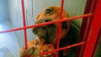 Photo of Shelter Shared Dog’s Photo Crying Real Tears As No Potential Adopter Picks Her