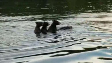 Photo of Mama Bear Carries Three Cubs On Her Back To Swim Across A Lake