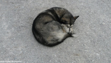 Photo of Husky Abandoned On The Side Of The Road Finds A New Home