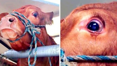 Photo of Cow Sheds Tears As Owners Planned To Send Her To Slaughterhouse After Exploiting Her