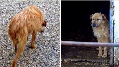 Photo of Shelter Dog Who Walked With Her Head Lowered & Tail Tucked Gets A Second Chance