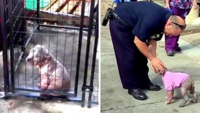 Photo of Fireman Visits Severely Abused Pup He Had Saved, Pup Clings To Him & Won’t Let Go