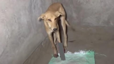 Photo of Stray Found An Empty Room To Keep His Paw Up With His Back Arched In Pain