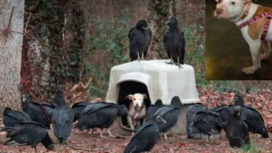 Photo of Neglected Puppy Surrounded By Vultures Waiting For Her To Die