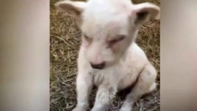 Photo of Despondent Baby Ravaged By Parasites Fought To Stay Awake On Roadside