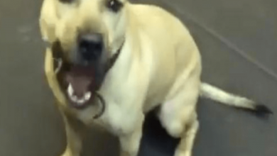 Photo of Pit Bull Rescued From A Fighting Ring Is Given His First Snack, And ‘Loses His Mind’