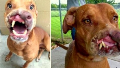 Photo of Family Dumped Their ‘Ugly’ Dog, And Doctors Transformed Him With ‘Life-Altering’ Surgery