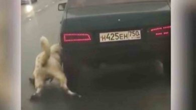 Photo of Driver Dragged His Dog Down Highway So He’d Collapse & Learn Who’s Boss