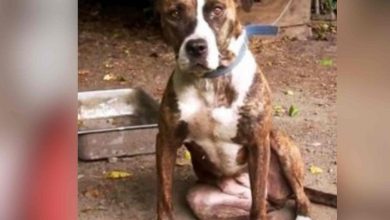 Photo of Chained Dog Watches Family Dog Living Life Of Comfort, While He Faces Hardships