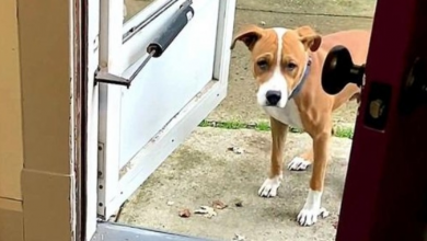 Photo of Dog Who Lived On The Streets All His Life Is Terrified Of Doors In His New Home