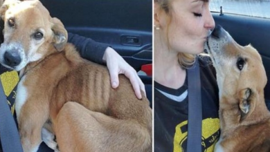 Photo of Dog Survives Being Shot, Collapses With Relief Into Rescuer’s Lap & Thanks Her