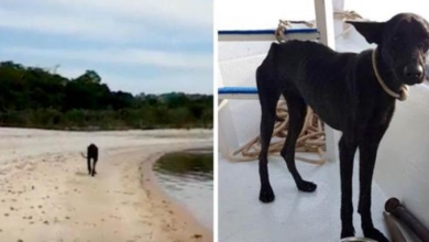 Photo of Starving dog approaches men on boat begging for help