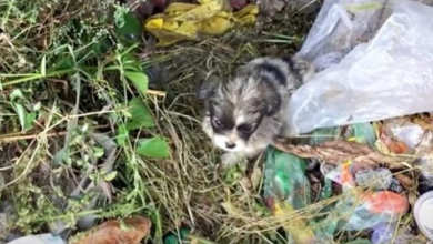 Photo of Lady Patrolling ‘Dog Dump Site’ Found Cold, Panicked Baby Thrown There Purposely
