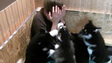Photo of Girl Thinks She Can Handle Gang Of Puppies, But Gets “Mauled” By “Puppy Attack”