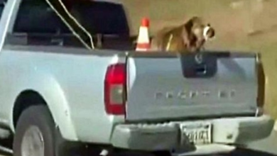 Photo of Dog Seen Tied Up In Truck Bed With Mouth Taped Shut As Owner Sped On Freeway