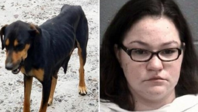Photo of Mama Dog Leads Cops To Home Where Her Pups, Dead & Abused Animals Are Caged