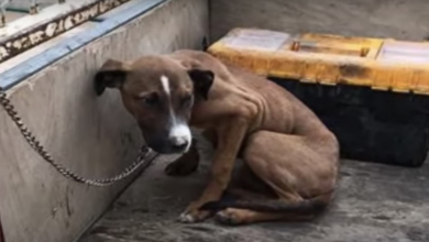 Photo of Dying Dog Hung Her Head In Shame And Never Looked Up, Heard Man & Looked His Way