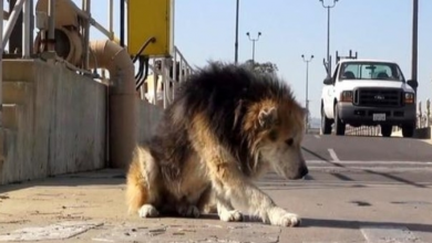 Photo of Senior Dog Dumped At Hazardous Treatment Plant Falls Into Sewer & Smells Rotten