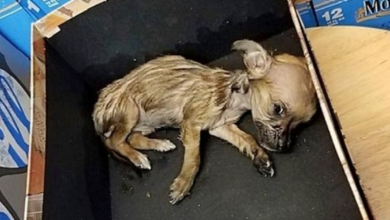 Photo of Frail Chihuahua Had To Be Euthanized After Man Dumped Her In Box At Storefront
