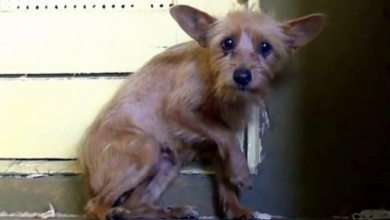Photo of Terrified Homeless Dog Cowers In A Corner, Growls At Anyone Who Comes Near