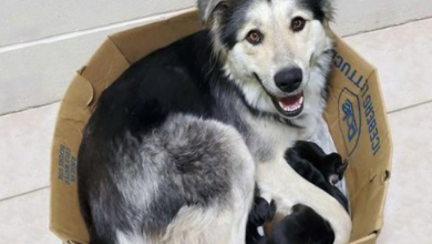 Photo of Dog Mom And Her 9 Puppies Found Abandoned And Sealed In A Box So They Couldn’t Escape