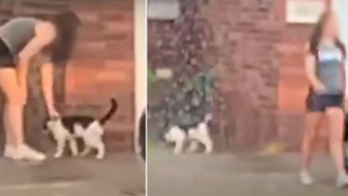Photo of Woman Watched As Neighbor Pet Her Cat & Left Him In The Pouring Rain For Good