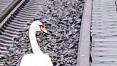 Photo of Grieving Swan Hunkers Down On Train Tracks Where Mate Died & Will Not Budge
