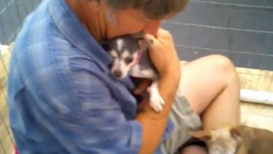Photo of Puppy Mill Dog Never Felt A Human’s Touch, So Volunteer Gets In Kennel With Her