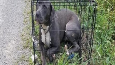 Photo of “Ugly” And Sad Dog In Cage Abandoned By A Soulless Master On Side Of The Road