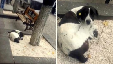 Photo of Elderly Man Sees His Lost Dog On A Tree Bed After 3 Years And Calls His Name