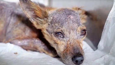 Photo of Three Diseases Were Slowly Killing Her & Her Tiny Weak Body Had Given Up
