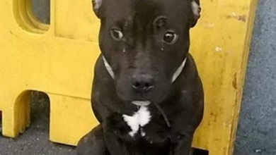 Photo of Dog Abandoned At Train Station Cries From Sorrow As His Human Flees The Scene