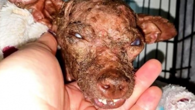 Photo of “Hideous” Dog Looked Like A Rotting Mummy, And They Put Her On Top Of Kill-List