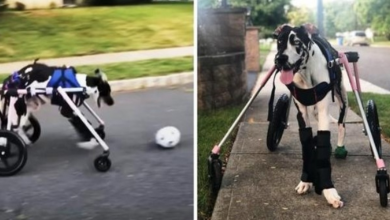 Photo of Vet Said Paralyzed Puppy Must Be Put Down Immediately, But Mom Refused To Give Up