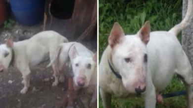 Photo of Pregnant Dog About To Give Birth Has Large Tumor & Being Sold In Filthy Area