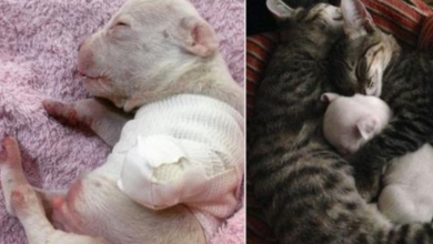 Photo of Cats Take In Three-Legged Puppy After His Mother Tried Eating Him At Birth