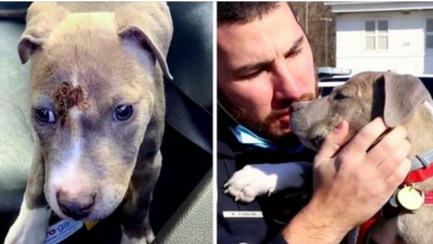 Photo of Homeless Puppy With Nasty Head Injury Finds Love In The Arms And Home Of A Cop
