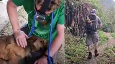 Photo of No One Would Help Dying Dog In Remote Mountain Village So They Took Over
