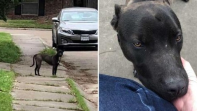 Photo of Stray Dog Melts Down When A Woman Pets Her For The First Time