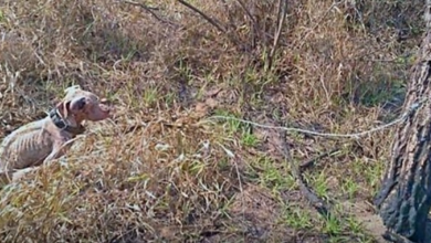 Photo of Starving & Weak, Skeletal Dog Was Chained To A Tree In The Woods & Left To Die