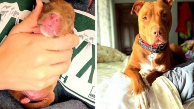 Photo of Weak Runt Of The Litter Stops Breathing, Desperate Mom Gives Him CPR & Prays