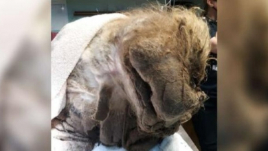 Photo of Dog Buried Under 15 Pounds Of Fur Is So Scared