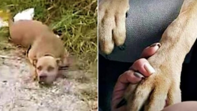 Photo of Hurt Pit Bull Lifts Head So Woman Knew She Was Alive & Puts Paw In Her Hand